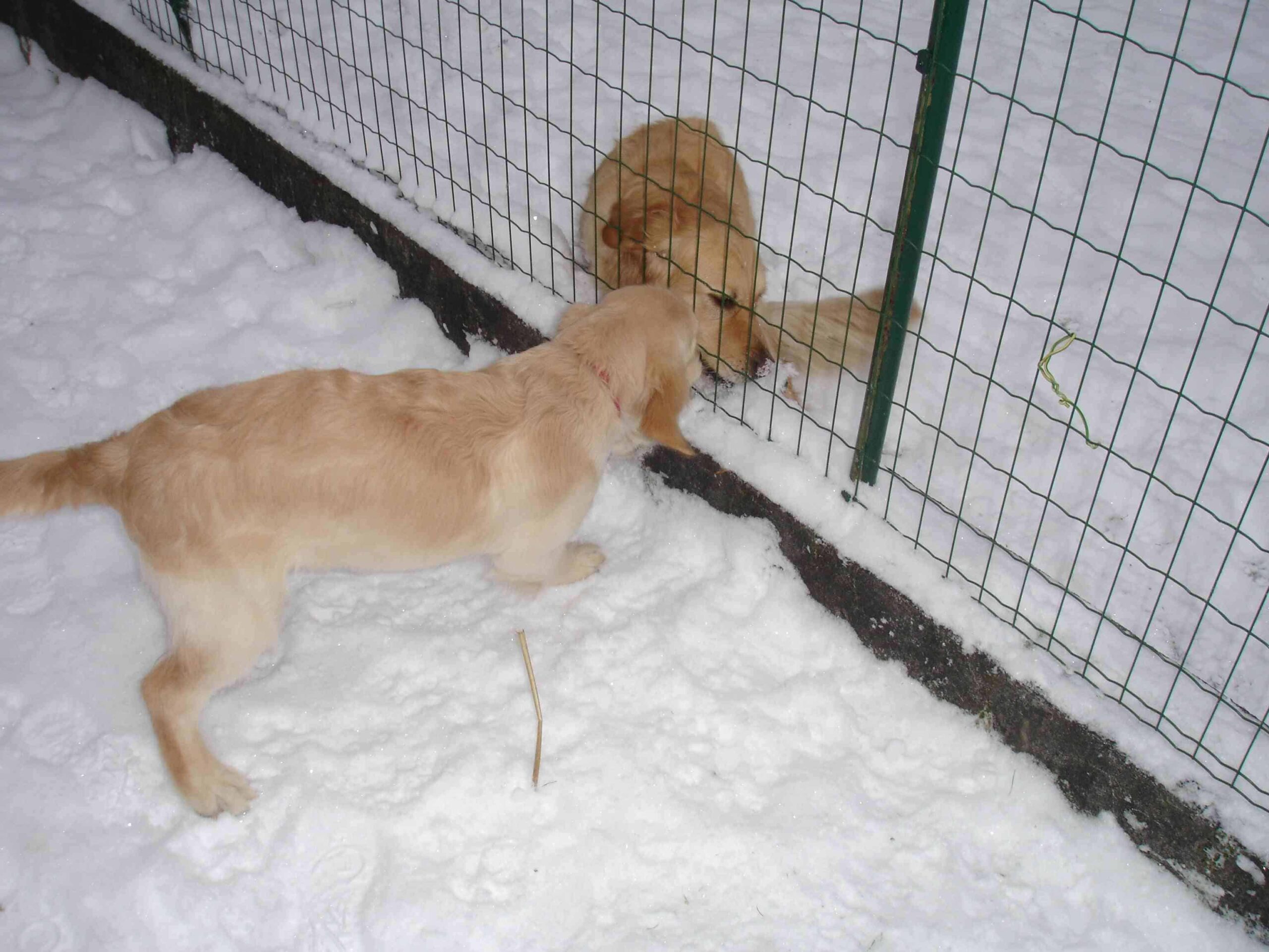 Finja-und-Kira