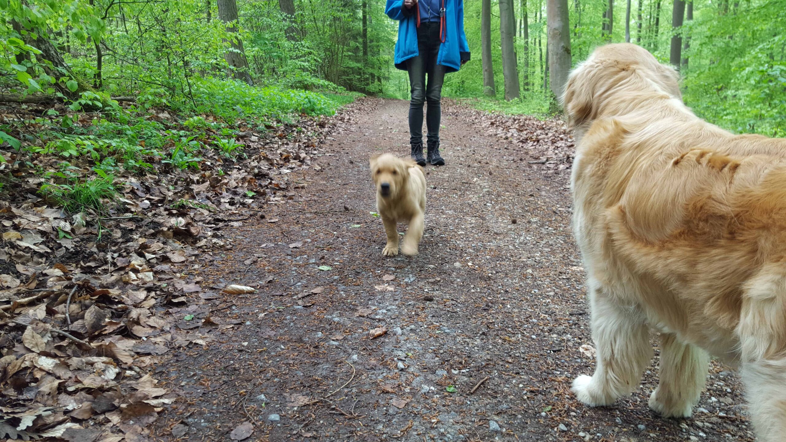 Waldspaziergang