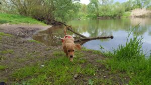 An der Nahe bei Münster-Sarmsheim