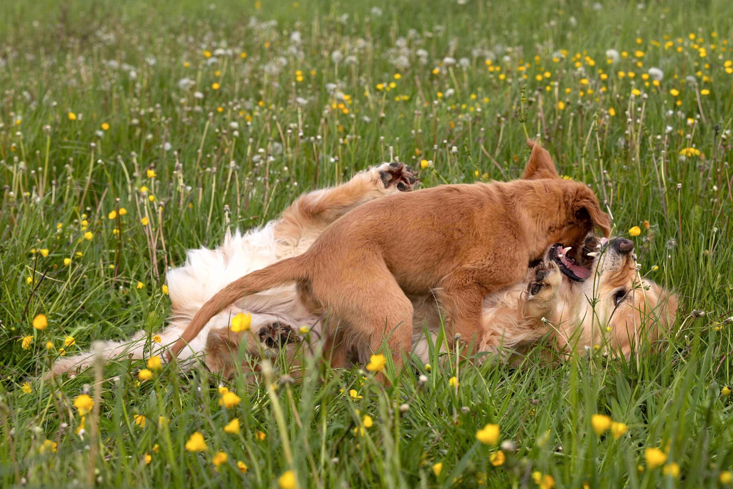 Spielen mit Finja