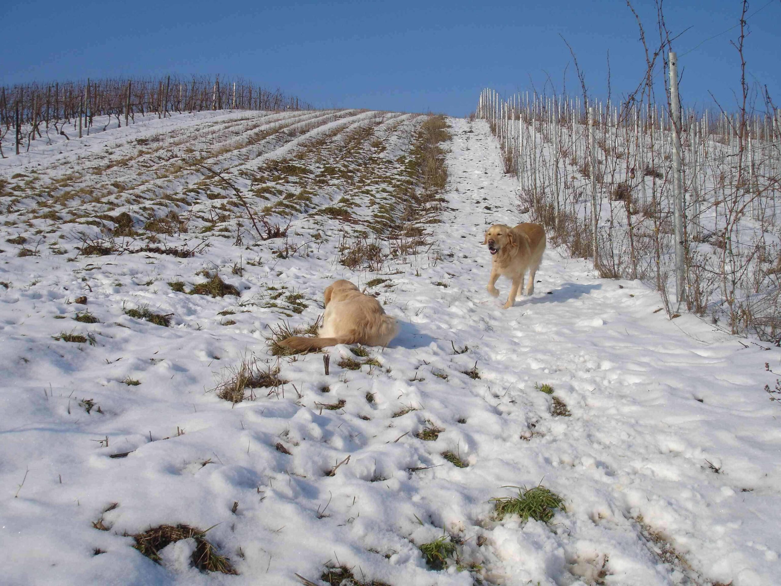 Treffen am Weinberg