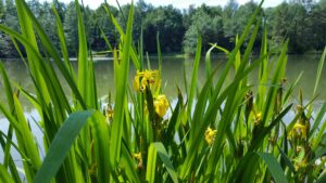 Wasserlilien