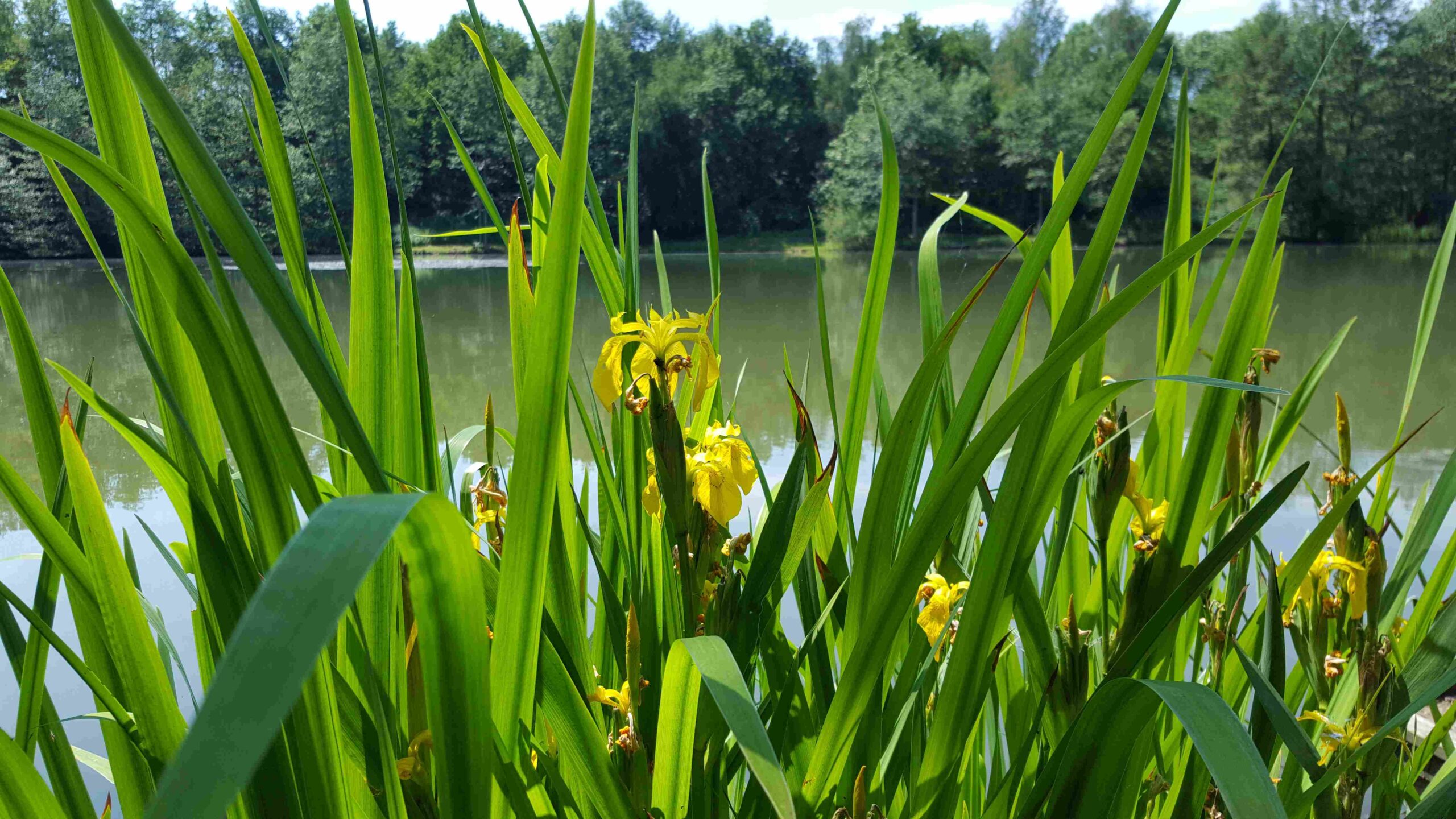 Wasserlilien