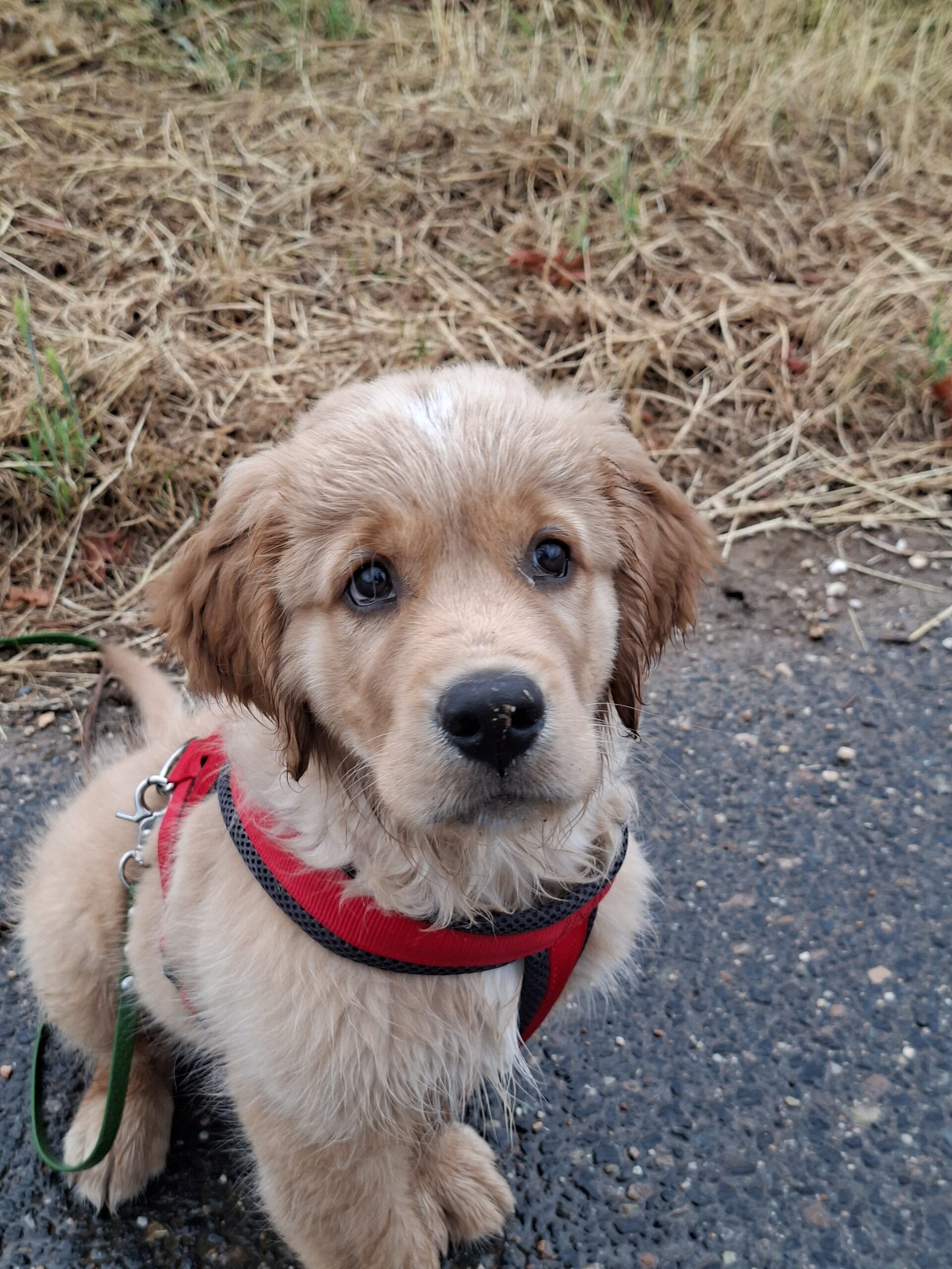 Bailey